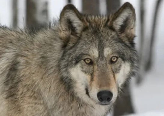 Colorado Wolf and Wildlife Center